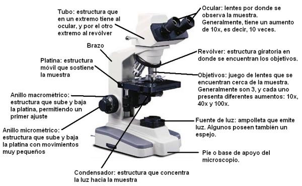 Lentes en un microscopio: funciones y tipos - Las Mejores Lupas de 2025